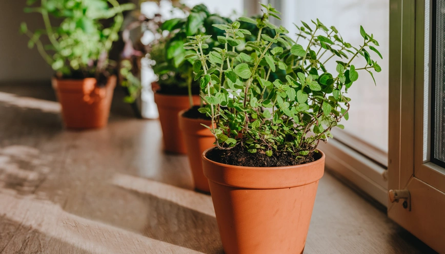 The positive effect of Current Market Trends on Demand for Wholesale Planters pots
